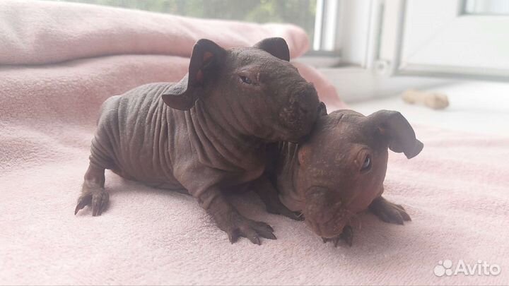 Морская свинка скинни