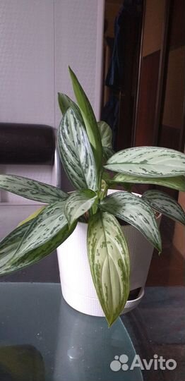 Комнатные растения и цветы