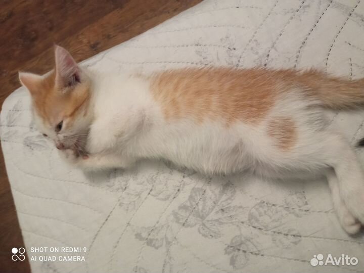 Котёнок бесплатно