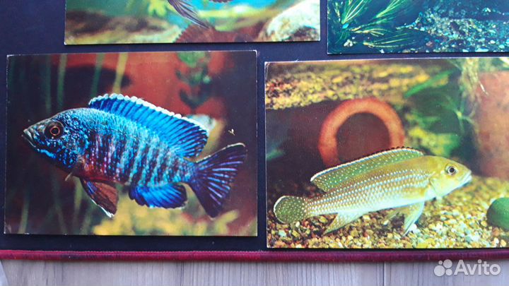 Рыбки аквариумные - набор открыток 25шт