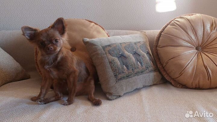 Чихуахуа мальчик