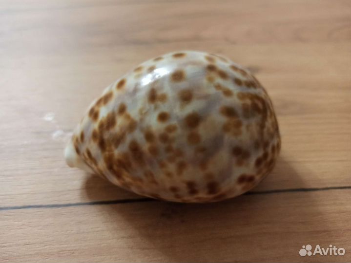 Морская раковина