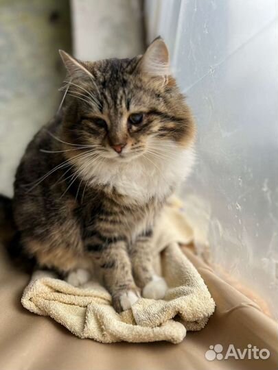 Отдам в добрые руки