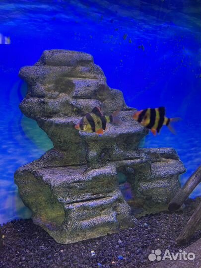 Аквариум с рыбками