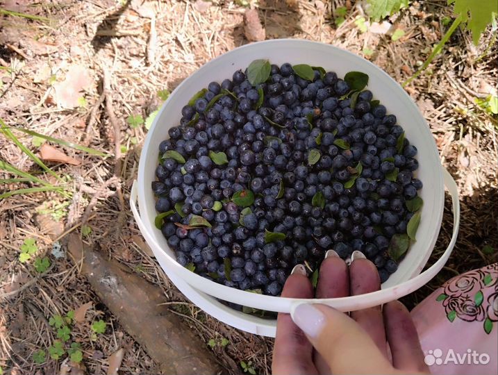 Черника замороженная