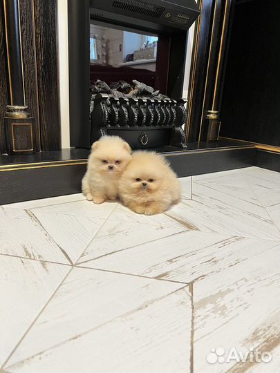 Щенки тип мишка