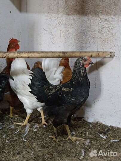 Молодые петухи