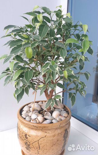 Фикус Бенжамина.Нина