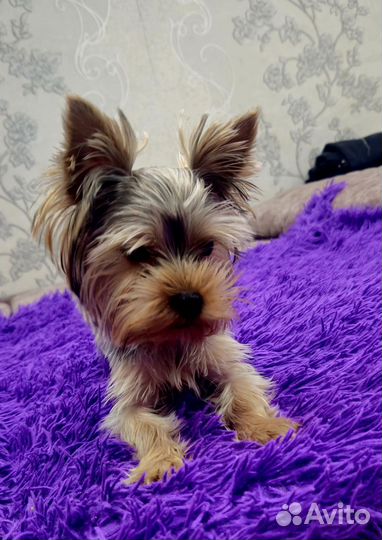 Йоркширский терьер мини беби фейс