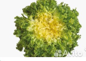 Семена Эндивия 