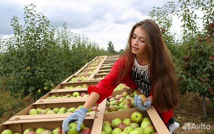 Сборщик яблок