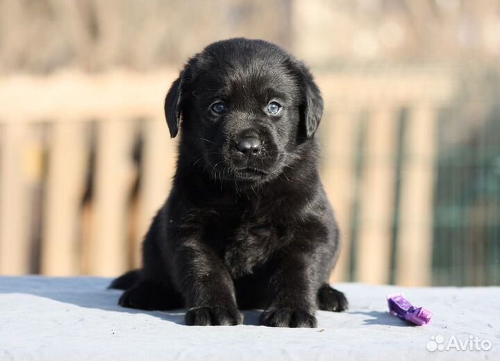 Щенки лабрадора