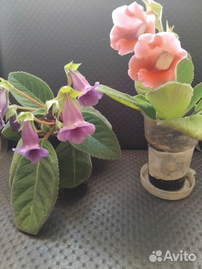 Комнатные цветы