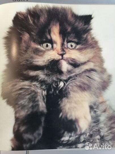 Книги о кошках