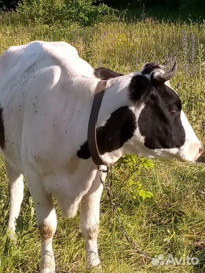 Продам дойную корову