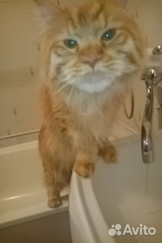 Зооняня, передержка животных, мед уход