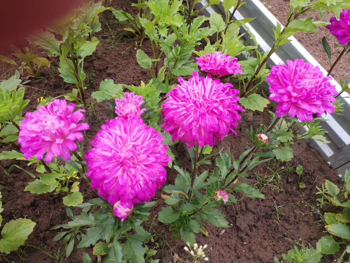 Участок 10 сот. (СНТ, ДНП)