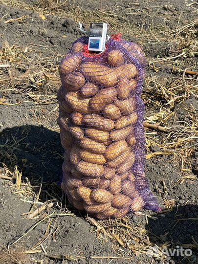 Продается картофель сорт Королева Анна