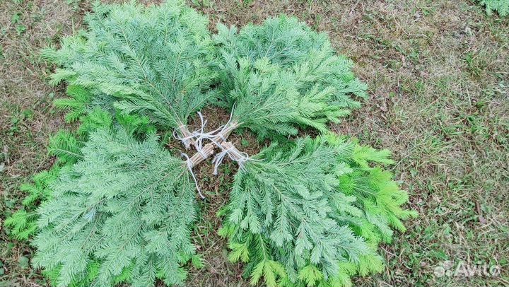 Веник из пихты