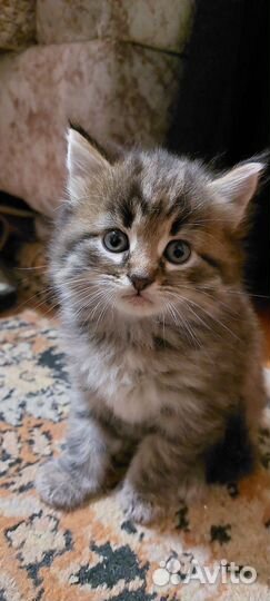 Котята сибирской кошечки