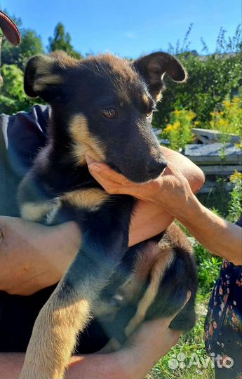 Собака в добрые руки