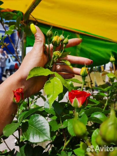 Роза на штамбе