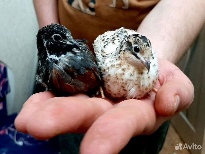 Расписной перепел (карликовая перепелка)