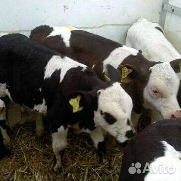 Бычки и тёлочки