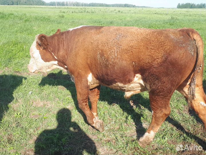 Быки герефорд