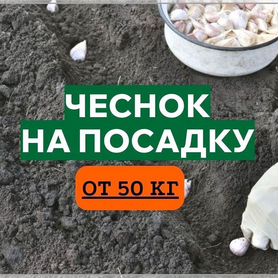 Чеснок оптом с доставкой