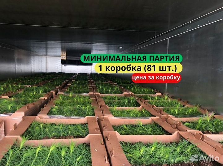 Саженцы сосны зкс в розницу