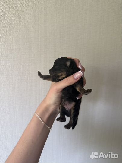 Щенки немецкого шпица