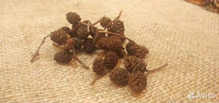 Шишки ольхи лиственные и сосновые