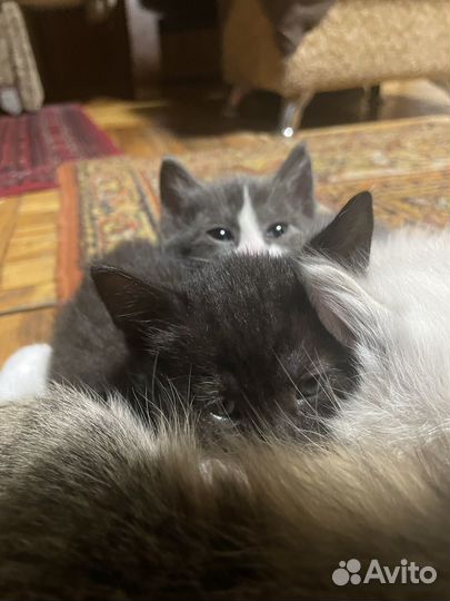 Котенок (мальчик)