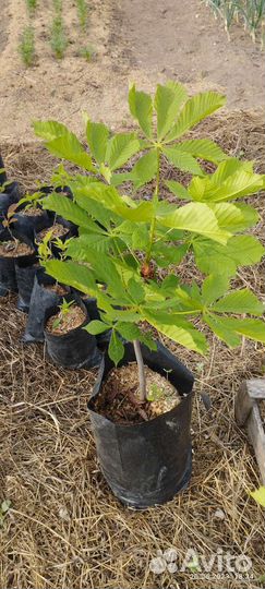 Саженец Каштана Конского