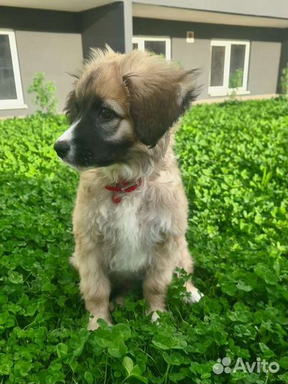 Милый щенок девочка Айза ищет дом