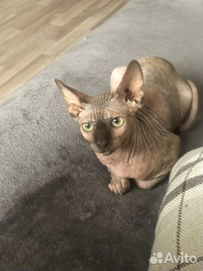 Канадский сфинкс