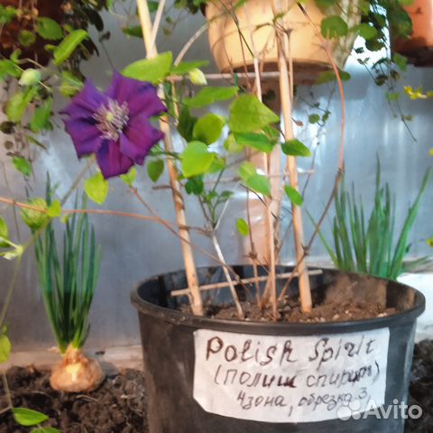 Продам клематис в 5-л контейнере 3-х лет