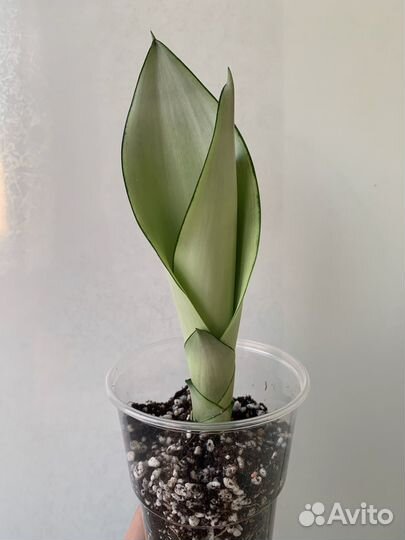 Сансевиерия муншайн