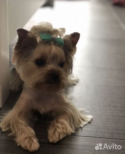 Грумер стрижка собак, чистка зубов уз