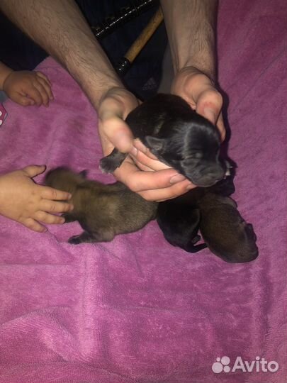 Щенки бесплатно