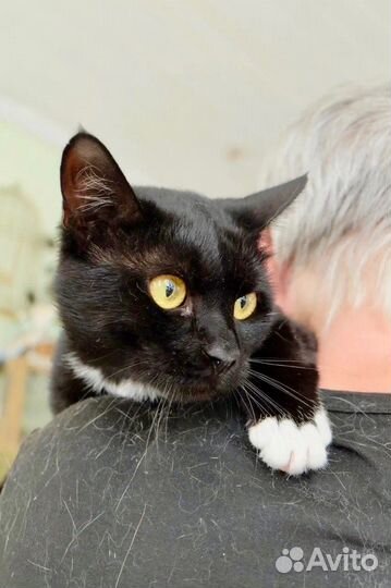 Мурлыка – очарование классики в добрые руки