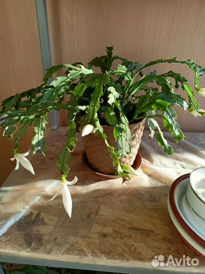 Цветок декабрист