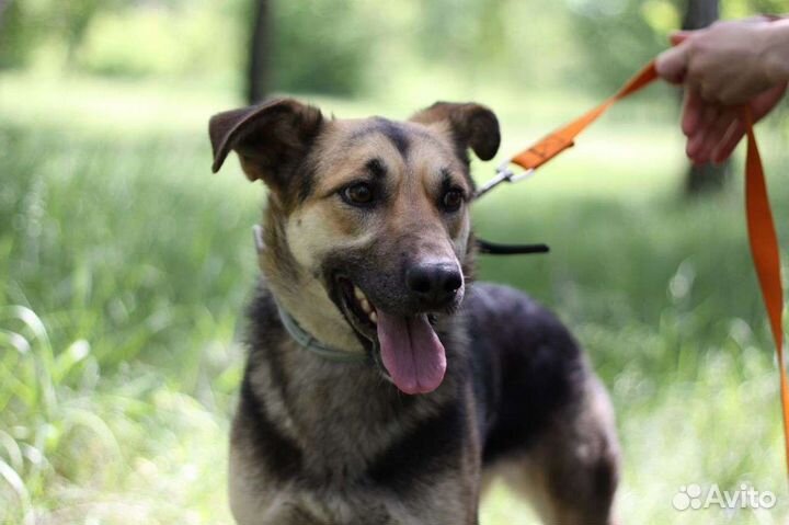 Прекраснейшая малышка нуждается в любящем хозяине