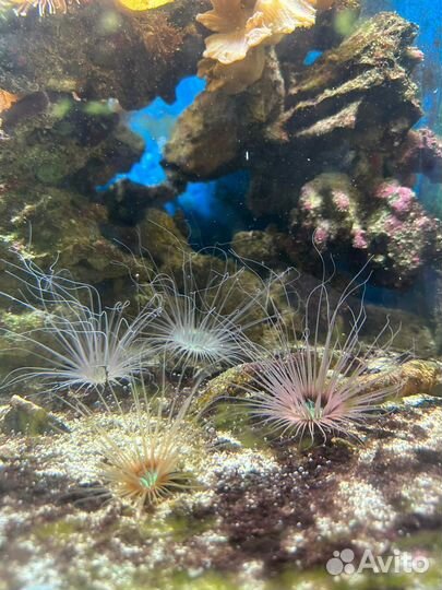 Морской аквариум 200 литров