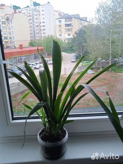 Бильбергия