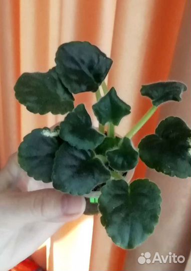 Набор деток фиалок