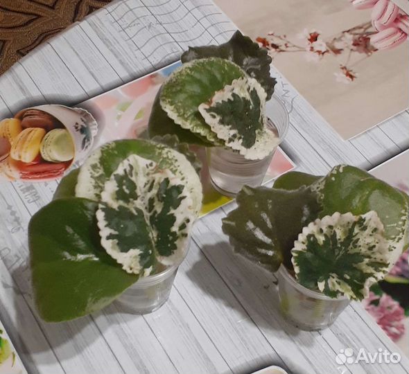 Фиалка(набор листьев)