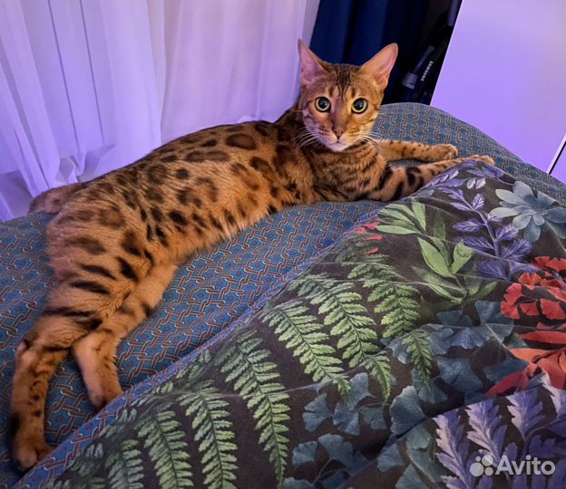 Бенгальская кошка