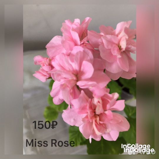 Сортовые пеларгонии